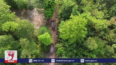 Voi “thất nghiệp” đối mặt tương lai bất định