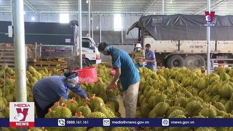 Đắk Lắk có 23 mã số vùng trồng và 4 cơ sở đóng gói sầu riêng xuất khẩu