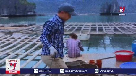 Phát triển bền vững nghề nuôi cá lồng bè trên biển 