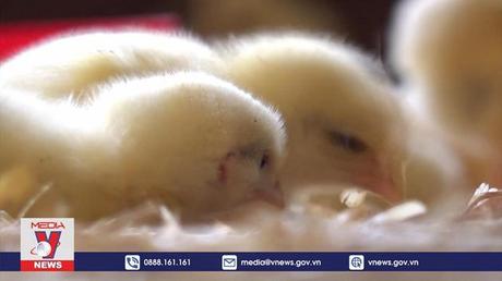 Lo ngại làn sóng cúm gia cầm mới ở Pháp