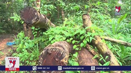 Kon Tum khởi tố, điều tra vụ phá rừng quy mô lớn