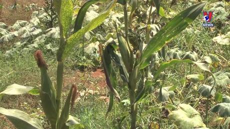 Cuộc sống xanh ngày 11/9/2022