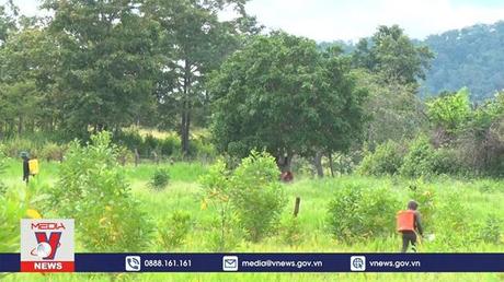 Khó phát huy hiệu quả trồng rừng tại Gia Lai