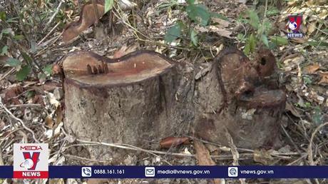 Rừng tại Phú Yên tiếp tục bị chặt phá 