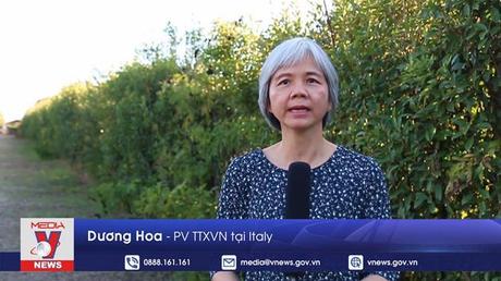 Nho tươi - niềm tự hào của vùng đất cực Nam Italy