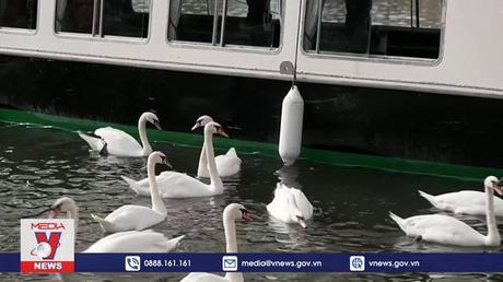 Chủ nhân mới của những con thiên nga nước Anh