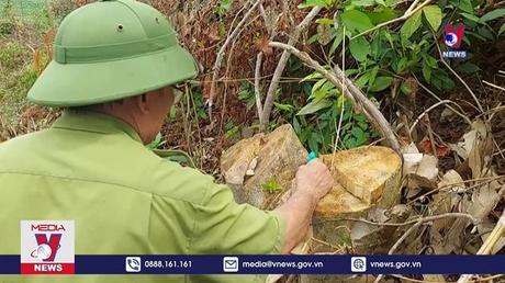 Quảng Trị yêu cầu xử lý nghiêm vụ phá rừng tại Cam Lộ