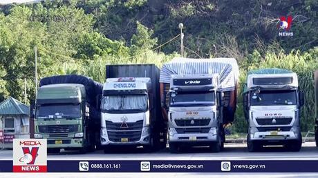 Cảnh báo tình trạng mạo danh mã số để xuất khẩu sầu riêng sang Trung Quốc