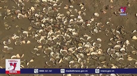 Hà Tĩnh xác định nguyên nhân dẫn đến ngao nuôi chết