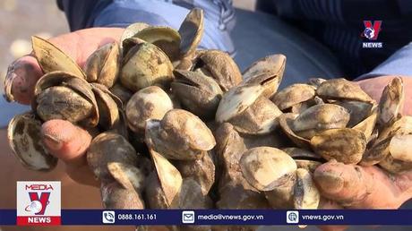 Ngao nuôi chết trên mặt bãi triều xen lẫn váng dầu