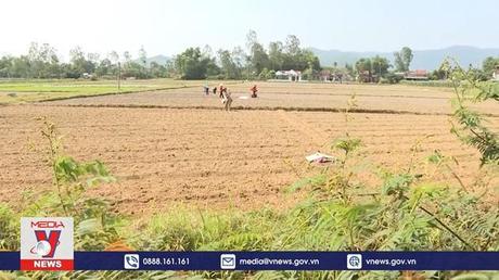 Quảng Ngãi chuyển đổi cây trồng trên đất lúa kém hiệu quả