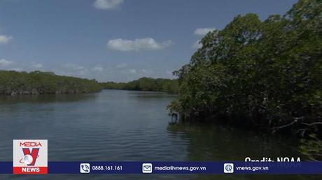 Mặt trăng 'dao động' khiến 40 triệu cây chết ở Australia