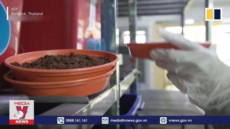 Độc lạ bánh burger thịt dế ở Thái Lan