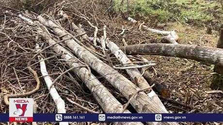 Phát hiện thêm các vụ chặt phá cây rừng tại Phú Yên