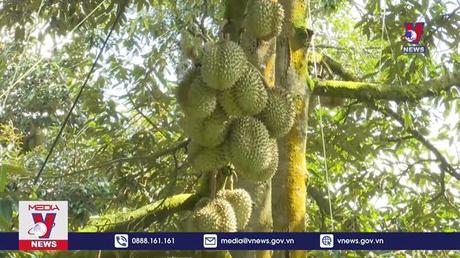 Đắk Lắk xuất khẩu lô Sầu riêng đầu tiên sang Trung Quốc 