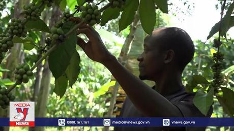 Nông dân châu Phi chuyển sang nông nghiệp hữu cơ