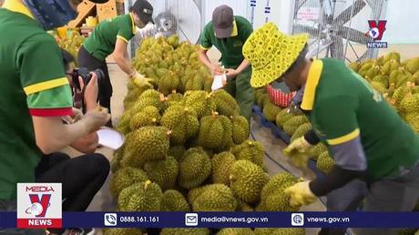 Lô sầu riêng đầu tiên xuất chính ngạch sang Trung Quốc