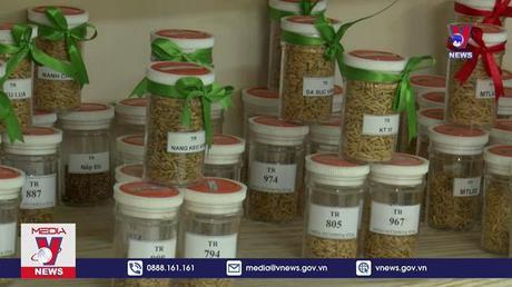 “Ngân hàng” đặc biệt lưu trữ giống lúa lớn nhất Đồng bằng SCL 