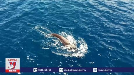 Các nước đưa ra cam kết mới về bảo tồn đa dạng sinh học