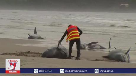 Hàng trăm cá voi hoa tiêu mắc kẹt gần bờ tại Australia