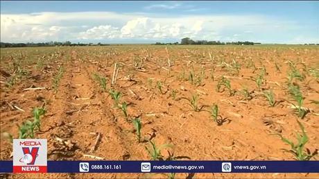 Lãnh đạo thế giới kêu gọi hành động khẩn cấp vì an ninh lương thực