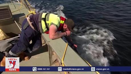 Hàng trăm cá voi mắc cạn ở Australia