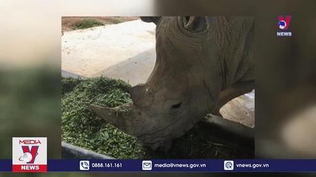 6 con tê giác chết bất thường trong khu du lịch sinh thái tại Nghệ An