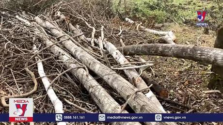 Phú Yên điều tra các vụ phá rừng tại huyện Sơn Hòa