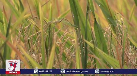 Trồng lúa bền vững tăng 17% thu nhập