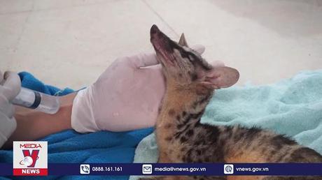 Cứu hộ khẩn cấp 2 cá thể cầy vằn bắc quý hiếm tại Thanh Hóa