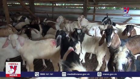 Mô hình “kinh tế tuần hoàn” mới của nông dân vùng biên Bình Phước