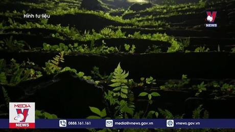 Sơn Đoòng là hang động tự nhiên kỳ vĩ nhất thế giới