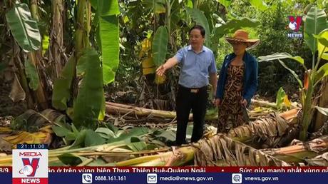  Voi rừng thường xuyên xuất hiện tại khu dân cư