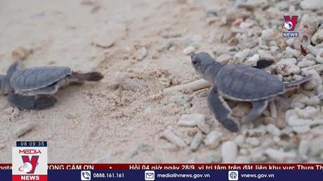 VQG Côn Đảo ấp nở và thả về biển gần 123.000 cá thể rùa con