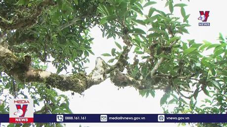 Trên 1.300 cây chè Shan tuyết được công nhận là Cây Di sản Việt Nam 