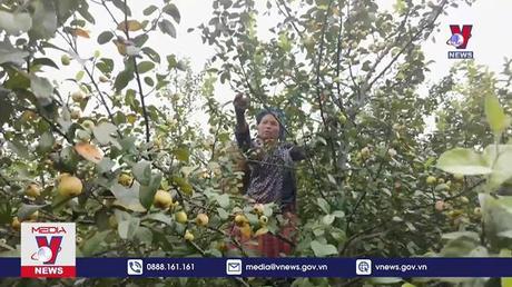 Sơn tra – cây trồng “lợi ích kép” của bà con vùng cao 