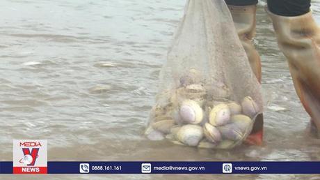 Nghìn tấn ngao trôi dạt vào bờ biển Nam Định là hiện tượng bình thường