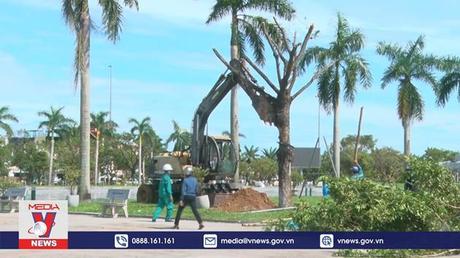 Quảng Nam khôi phục lại cây xanh sau bão