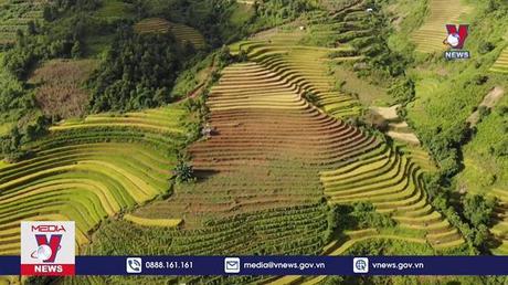 Mùa vàng ấm no trên rẻo cao Tây Bắc 