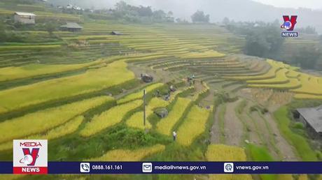Lúa đã chín vàng trên các thửa ruộng bậc thang ở Hà Giang 