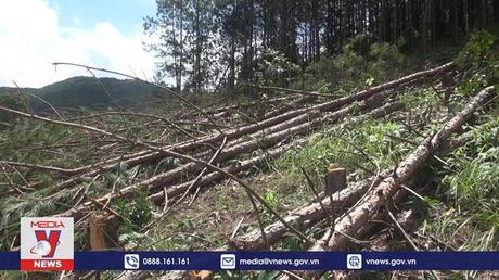 Phát hiện vụ phá trắng hàng trăm cây thông 3 lá 20 năm tuổi