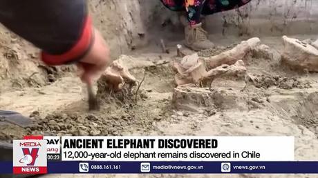 Phát hiện hóa thạch voi 12.000 năm tuổi ở Chile