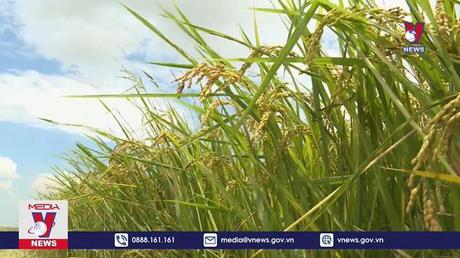 Bộ Công Thương khuyến cáo doanh nghiệp thúc đẩy xuất khẩu gạo