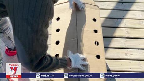 Nhiều chim cánh cụt chết do nhiễm cúm gia cầm ở Nam Phi