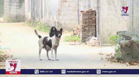 Cảnh báo nguy cơ bùng phát bệnh dại