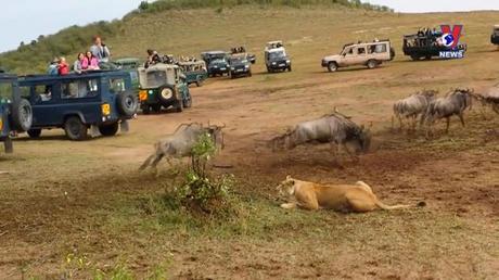 Thông điệp lịch sử: Sư tử châu Phi