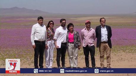 Chile nỗ lực bảo tồn hiện tượng “sa mạc nở hoa”