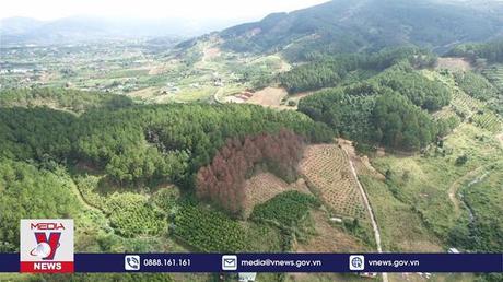 Lâm Đồng chỉ đạo nóng vụ phá trắng rừng thông