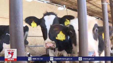 Sản xuất nhiên liệu từ phân bò