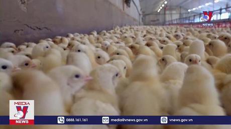  Nguy cơ làn sóng dịch cúm gia cầm lan rộng